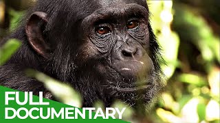 The Secret Culture of the Apes  Free Documentary Nature [upl. by Janeva179]