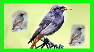 Black Redstart Bird Song Call Chirp Voice  Colirrojo Tizón Canto  Phoenicurus Ochruros [upl. by Jayne473]