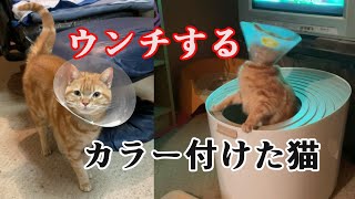 カラー付けた猫のウンチ [upl. by Jezreel]