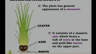 Isoetes Pteridophyta Part 1 [upl. by Edmead]