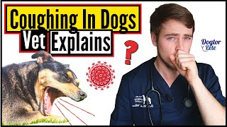 Top 8 MOST COMMON Causes Of COUGHING In Dogs  When To Worry About Your Dogs Cough  Vet Explains [upl. by Ispep]