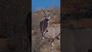 Oryx displays dominance [upl. by Elexa]