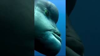 The SexShifting Fish oceanlife seaanimals fishing sea [upl. by Bible]