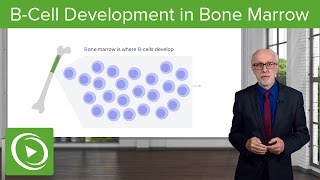 BCell Development in the Bone Marrow – Lymphocyte Development  Lecturio [upl. by Belshin]