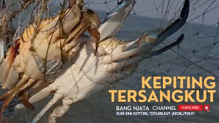 KEPITING IKAN amp UDANG TERSANGKUT JARING [upl. by Almeda606]