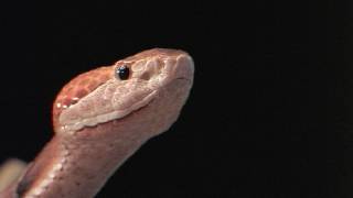 Floridas Venomous Snakes 0110  Copperheads [upl. by Linzer]