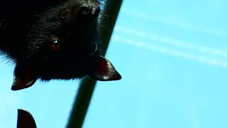 Batman Superzoom Riesen Flug Hund Zoo Monster [upl. by Euqirat]