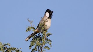 Whiteeared Bulbul Singing [upl. by Siobhan]