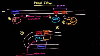 Eukaryotic Transcription Part 1 of 2  General Scheme Involving Enhancers [upl. by Ellerrehs]