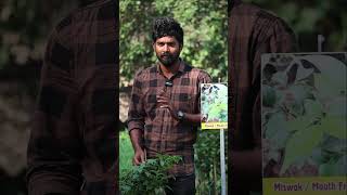 Miswak Plants  Mouth Freshener Plants  Miswak In Telugu  Kadiyam Abbai  Shorts  235 [upl. by Shelli]