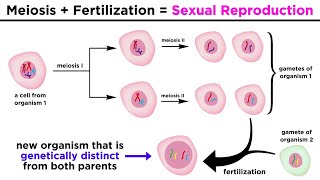 Meiosis Gametes and the Human Life Cycle [upl. by Corbie952]