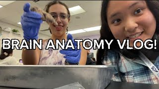 BRAIN ANATOMY VIDEO ft Kenzie [upl. by Ymled214]