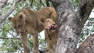 Lions Steal A Leopard Kill From Tree [upl. by Carlstrom891]