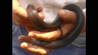 Brown House SnakeSooty House Snake [upl. by Anola]