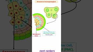 Str of Anther and Microsporangium neetrankers neetbiology neetmotivation neetrankers neet2023 [upl. by Bartolomeo]