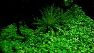 Pogostemon helferi  aquatic plants guide [upl. by Ttessil537]