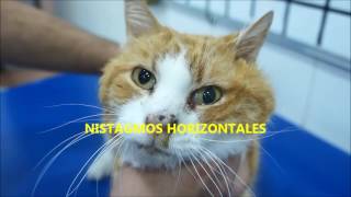 SINDROME VESTIBULAR EN GATO [upl. by Ardnaek]