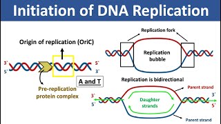 Initiation of DNA Replication  What is Origin of Replication  What is Replication Fork [upl. by Ysdnyl]