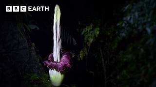 The Strangest Flower on Earth  The Making of Asia  BBC Earth [upl. by Terrel]