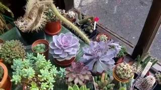 How to care for amp grow Echeveria Succulent plants [upl. by Keynes]