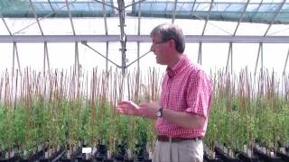 Nitrogen fixing in Medicago at the John Innes Centre [upl. by Tnairb514]