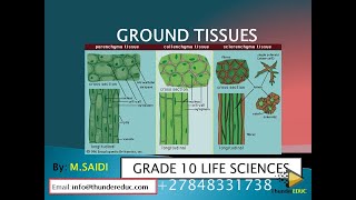 GROUND TISSUES parenchyma collenchyma amp sclerenchyma Grade 10 life sciences  MSAIDI [upl. by Yerocaj]