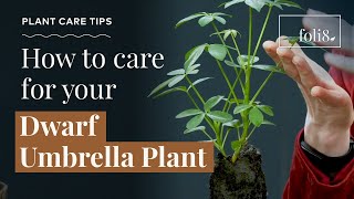 Dwarf Umbrella Plant Care Tips 🌿 Schefflera arboricola [upl. by Coh421]