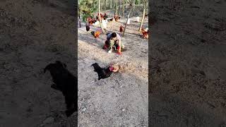 Chicken catching skills breeding [upl. by Godbeare621]