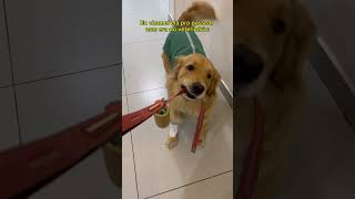 Não confiem em ninguém goldenretriever [upl. by Tindall]