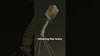 Bacteriophage The Bacteria Slayer science biology antibiotics antiaging health [upl. by Inittirb251]