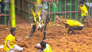 Tennangudi Jallikattu 2024 Videos  தென்னங்குடி ஜல்லிக்கட்டு 2024 Videos [upl. by Wainwright]