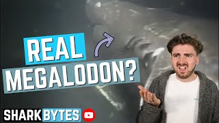 Shark Scientist REACTS to quotRealquot MEGALODON Sightings [upl. by Alphonso980]