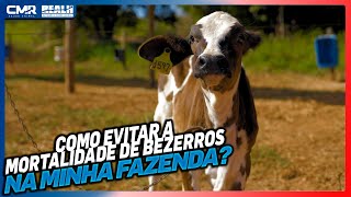 Como evitar a mortalidade de bezerros na minha fazenda  Caso de Sucesso Fazenda Fortuna [upl. by Ariamoy636]