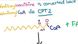 Fatty Acid Beta Oxidation [upl. by Enrev]