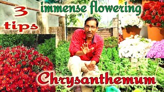 Jus 3 tips for getting immense flowering in Chrysanthemum [upl. by Obeded]