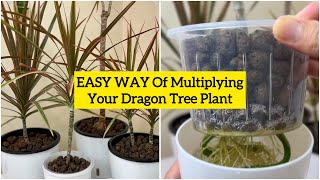 How to Grow and Propagate Dracaena  Dragon Tree or Dracaena Marginata  5 Months UPDATE [upl. by Aekahs]