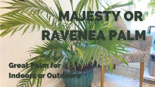 Majesty Palm  Ravenea Rivularis  Tropical Plant for Indoors or Outdoors [upl. by Byrne]