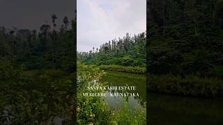 Sasya Kashi Homestay Mudigere Karnataka [upl. by Mallin458]