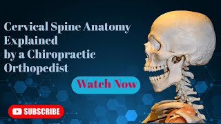 Cervical Spine Anatomy Explained by a Chiropractic Orthopedist [upl. by Enitnemelc]