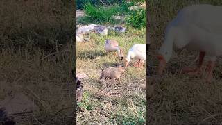 Puppy and Goose puppy doglover cute animals funny doglove dog barking love shortvideo top [upl. by Wisnicki]