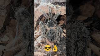 Vogelspinne hat Talent😁 spinne tarantulas funnyshorts funnyanimals [upl. by Matteo]