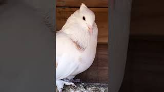 Fantail Pigeon Closeup [upl. by Francie]