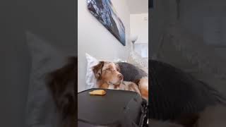 Putting food in front of our dog to see if she will eat it MUST WATCH  Amani amp Israel Shorts [upl. by Coheman213]