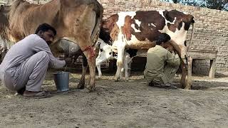 chalasthani Jersey friesian cross cow for sale on YouTube in Pakistan 030240296954 April 2024 [upl. by Sherlocke972]