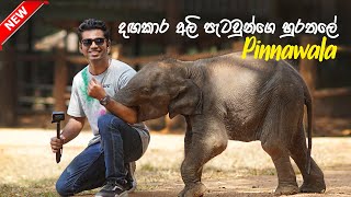 Most Funny and Cute Baby Elephants in Sri Lanka 😍  Pinnawala Elephant Orphanage [upl. by Phipps]