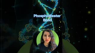 How Phosphodiester bond is synthesised csir neet neetbiology iitjamgatb gate molecularbiology [upl. by Lottie]