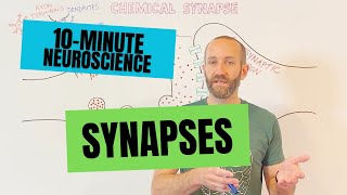 10Minute Neuroscience Synapses [upl. by Akiaki]