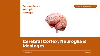 Histology of the Cerebral Cortex and Neuroglia [upl. by Ochs604]