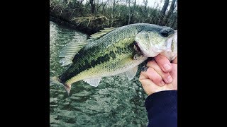 Best Largemouth Bass Recipe [upl. by Osmond]