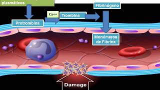 13 hemostasia coagulacion y fibrinolisis 2 [upl. by Aihsatan349]